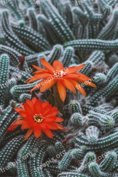 Cactus Flowers Beautiful Cactus Flower Plant