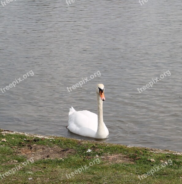 Swan Elegance Elegant Lake Swim