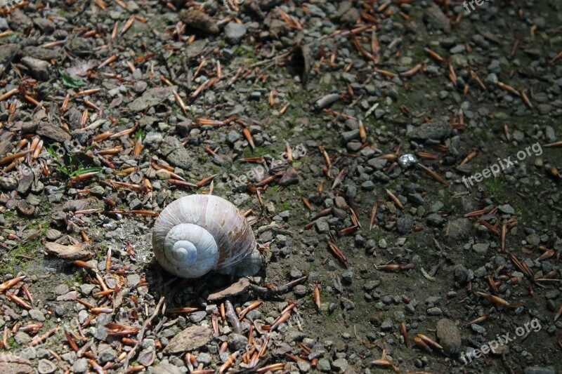 Snail Shell Snail Shells Casing Nature