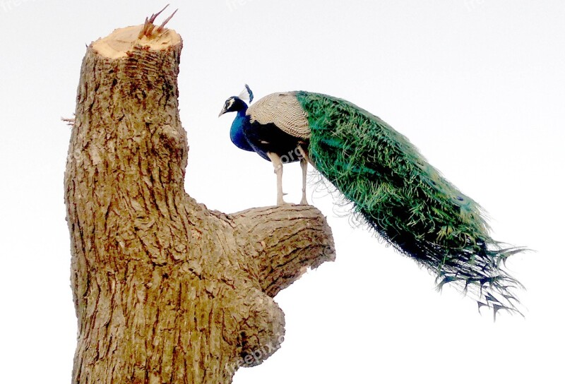 Worlds Colorful Bird Peacock Photography