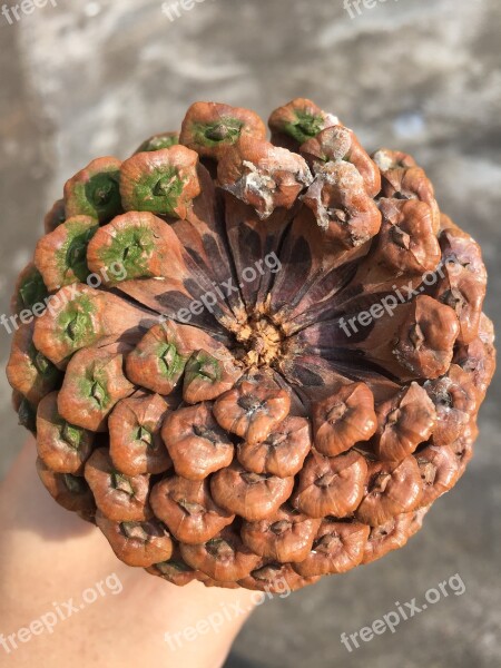 Fruit Plant Pine Cone Free Photos