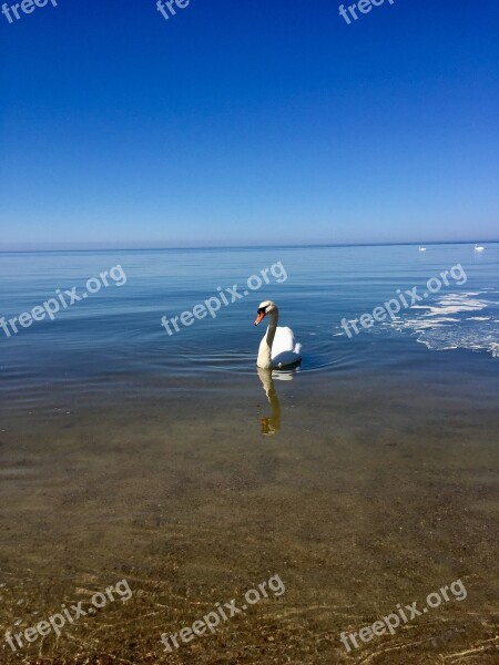 Sea Swan Sky Morning Beach