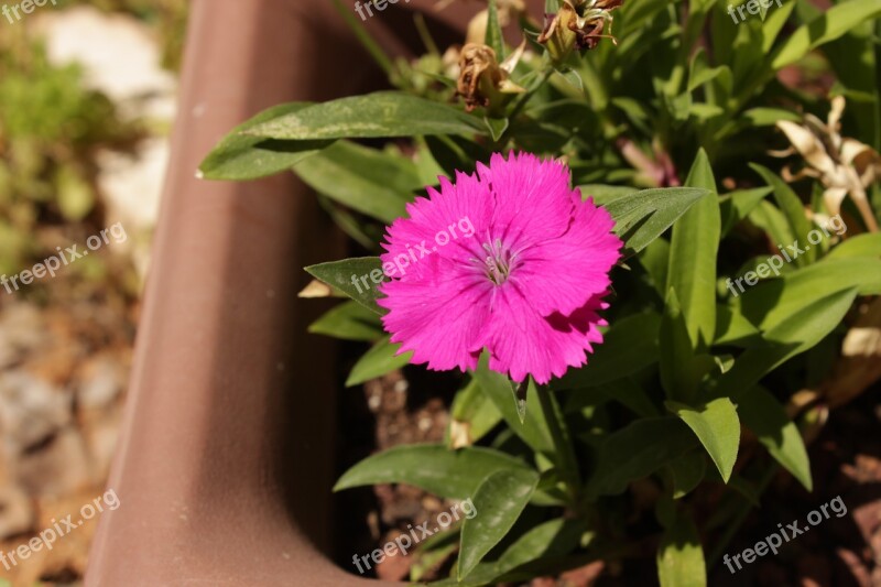 Nature Flowers Gar Leaf Summer