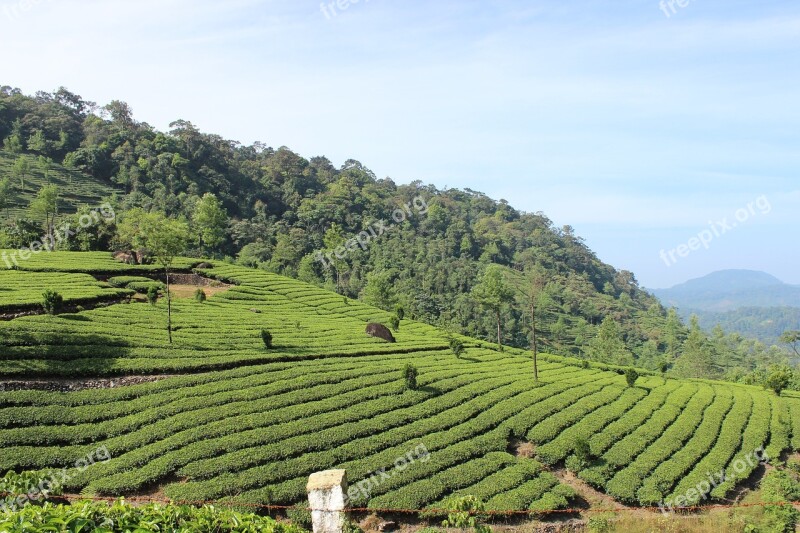 Tea Plantation Munnar Kerala Tourism