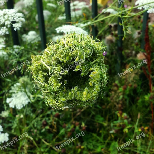 Weeds Nature Plants Roadside Green