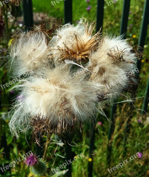 Nature Weeds Wilderness Wild Plants Plants