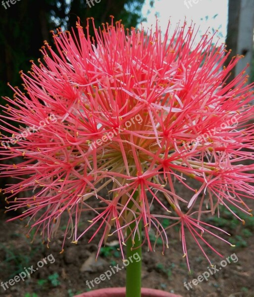 Dandelion Chive Flower Pink Flower Free Photos