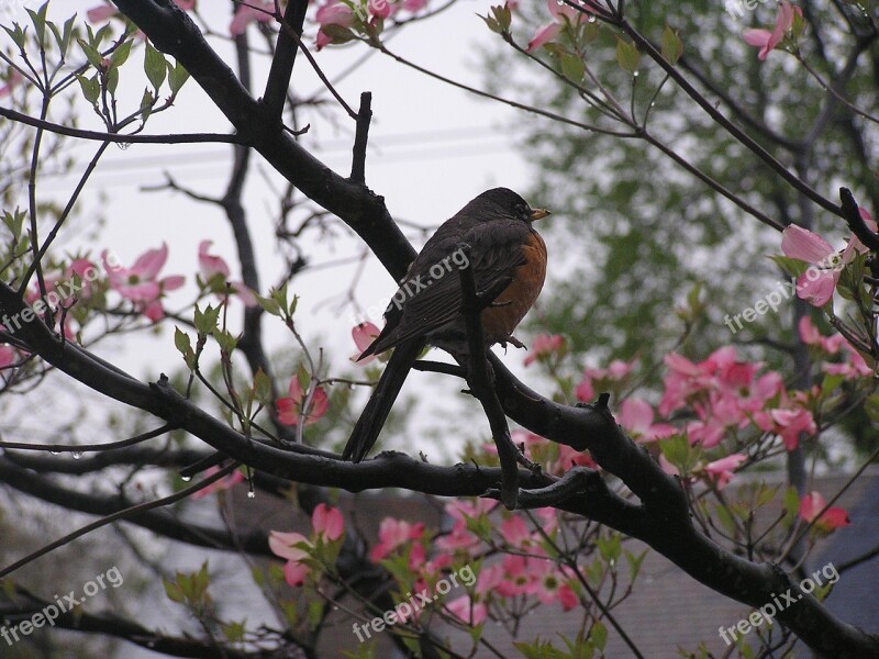 Bird Robin Wildlife Nature Animal