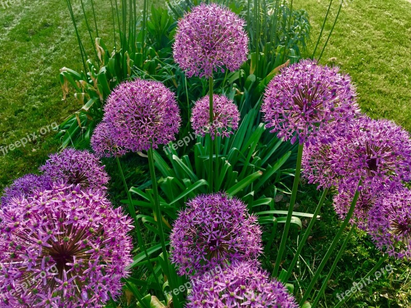 Allium Flower Purple Plant Nature