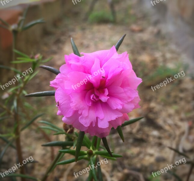 Portulaca Grandiflora Interest At Nine O'clock Indonesian Free Photos