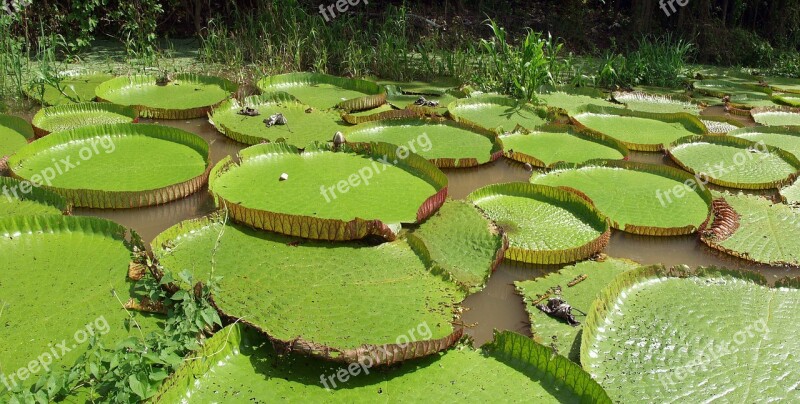 Water Lilies Giant Amazonia Victoria Waterlily