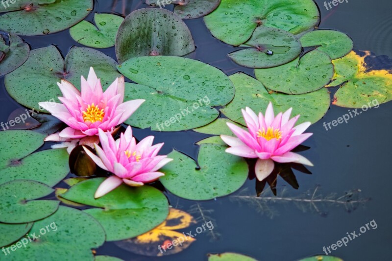 Water Lily Water Green Pink Pond