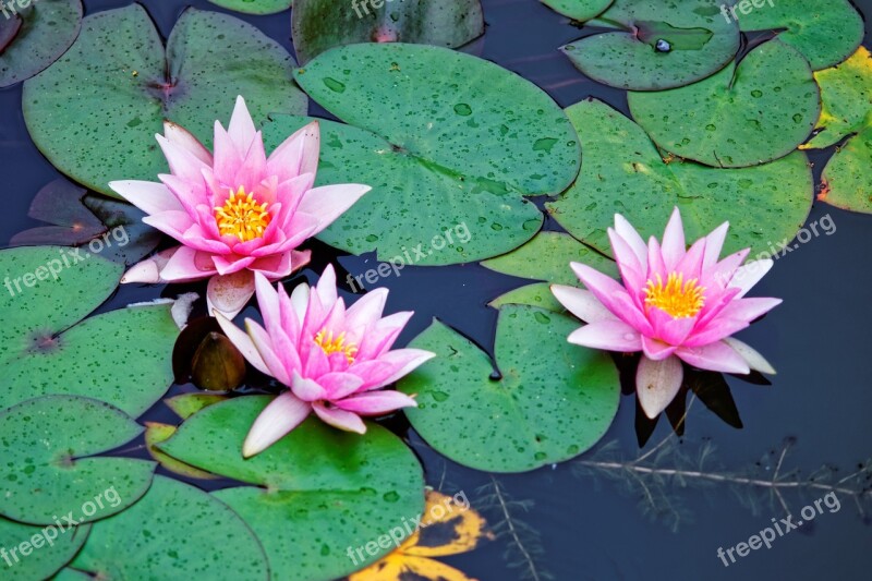 Water Lily Water Green Pink Pond