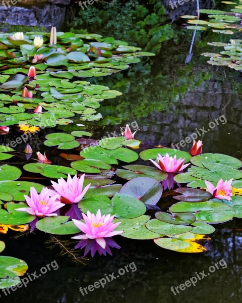 Water Lily Water Green Pink Pond