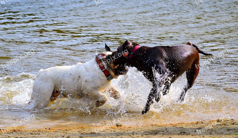 Dogs Beach Swim Fun Sun