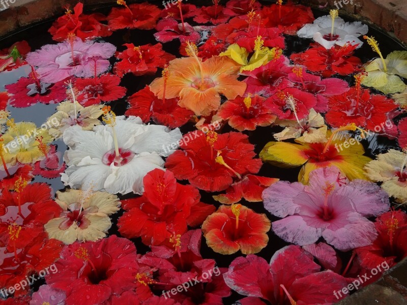 Flower Pond Floating Flowers Flower Decoration Free Photos