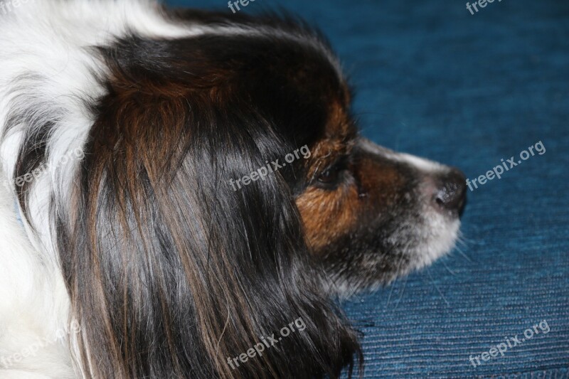 Animals Dog Pensive Pet Canine