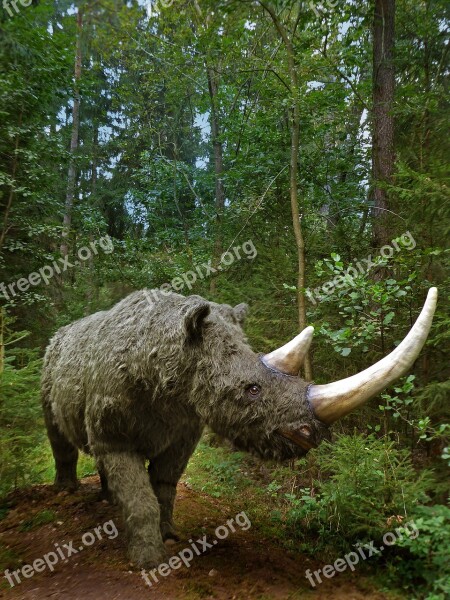 Coelodonta Anti Quitatis Dinosaur Urzeittier Prehistoric Rhino Extinct