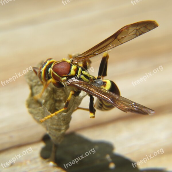 Wasp Insect Yellow Wild Macro