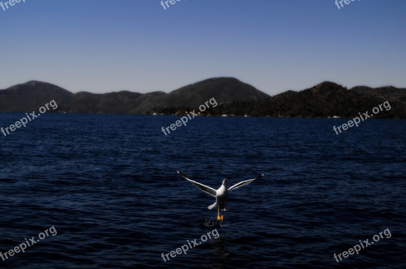 Gocek Boat Type Free Photos