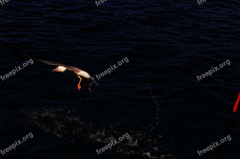 Gocek Boat Type Free Photos