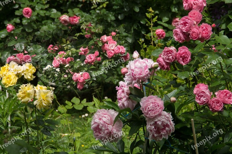 Nature Garden Flowers Roses Peonies