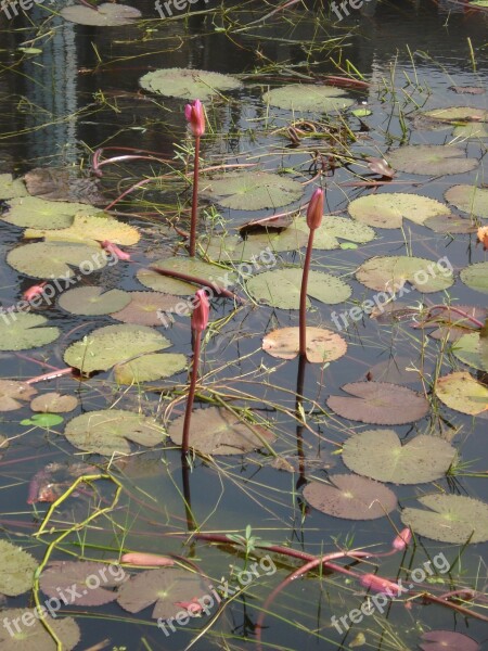 Lalbagh Fort Pond Water Lily Green Water Dhaka