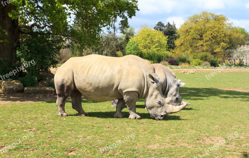 Rhino Zoo Animal Wild Wildlife