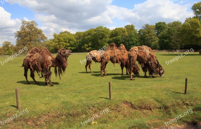 Zoo Park Animals Camels Zoo Nature