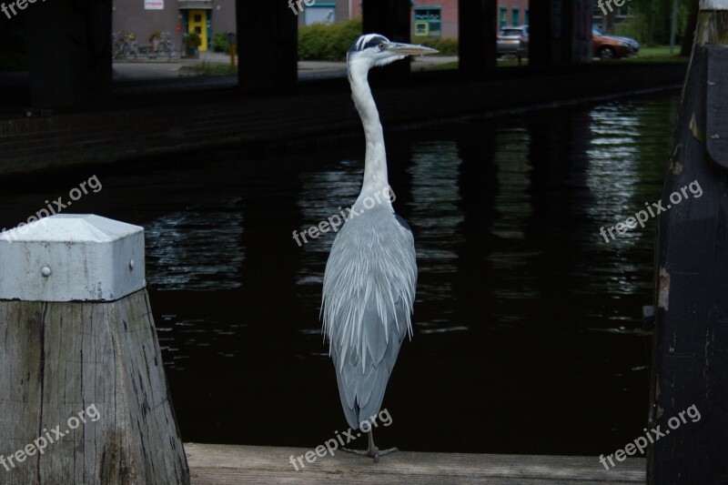 Grey Heron Heron Bird Water Free Photos