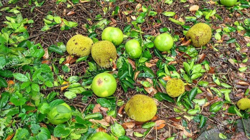 Jackfruit Land Neck Free Photos