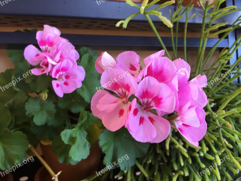 Geraniums Geranium Flowers Garden Plants