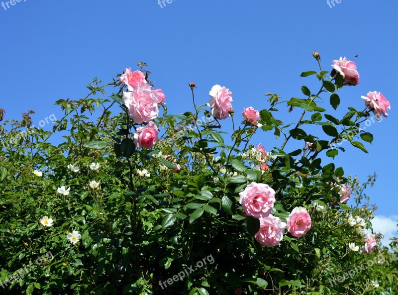 Rose Pink Pink Rose Rose Bloom Flowers