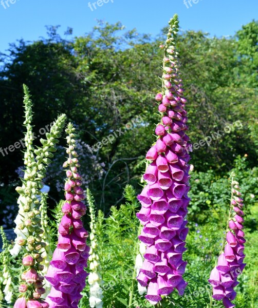 Digitalis Thimble Digitalis Purpurea Giftplanze Flower