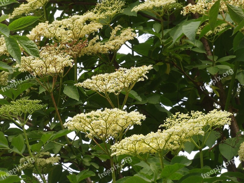 Elder Wild Plant Holler Black Elderberry Holder Bush