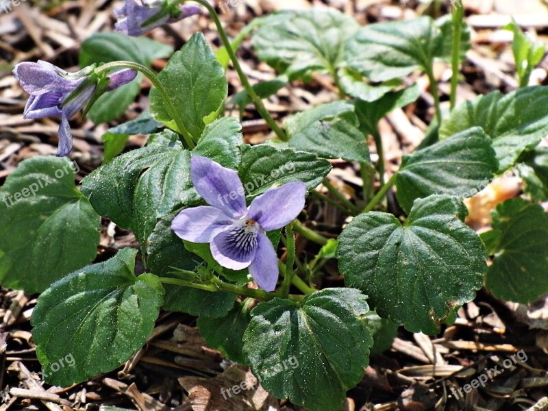 Violet Forest Flower Wild Herbs Wild Plant Nature