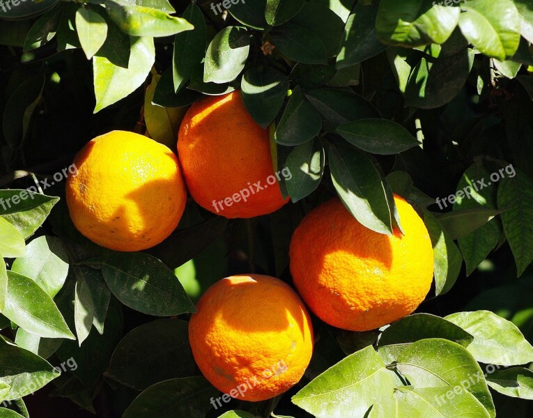 Oranges Marrakech Fruit Citrus Food