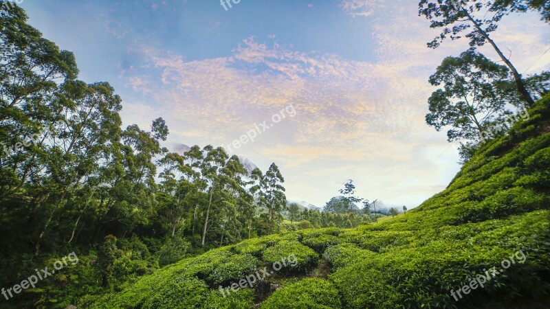 Sky Tea Garden Kerala Nature