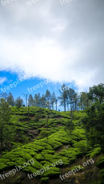 Kerala Nature Green Landscape Munnar