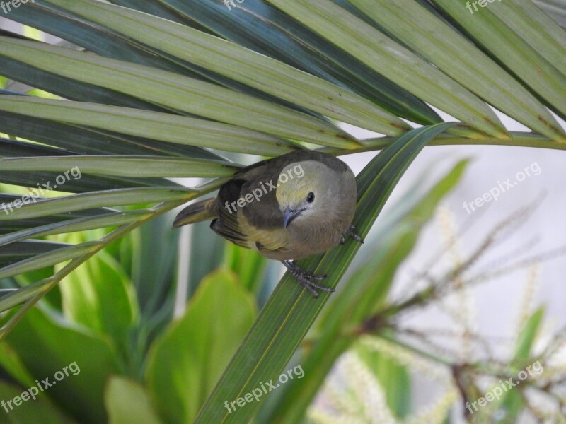 Coconut Tree Tanager Bird Birdie Nature