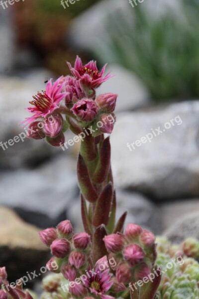 Wurz Stone Garden Blossom Bloom Free Photos