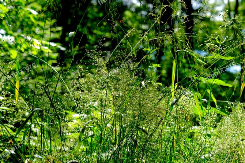 Grasses Forest Nature Meadow Green