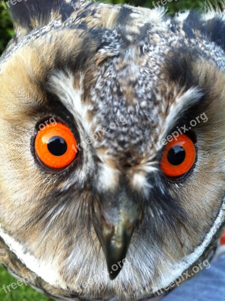 Long Eared Owl Owl Wild Bird Free Photos