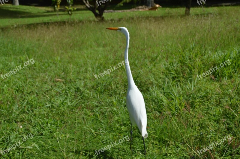 Heron Ave Great Egret Bird Animals