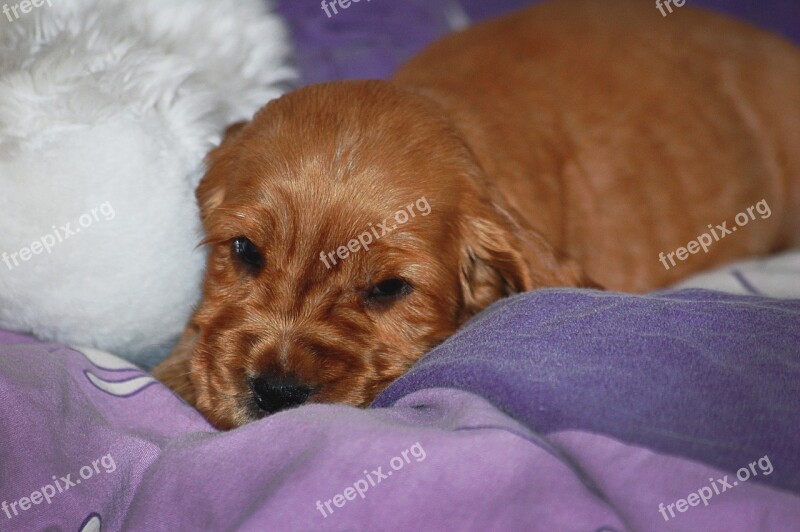 Cocker Spaniel English Spaniel Coker Gold Dog