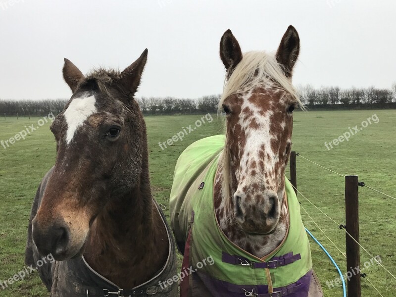 Horse Spots Equine Pair Natural