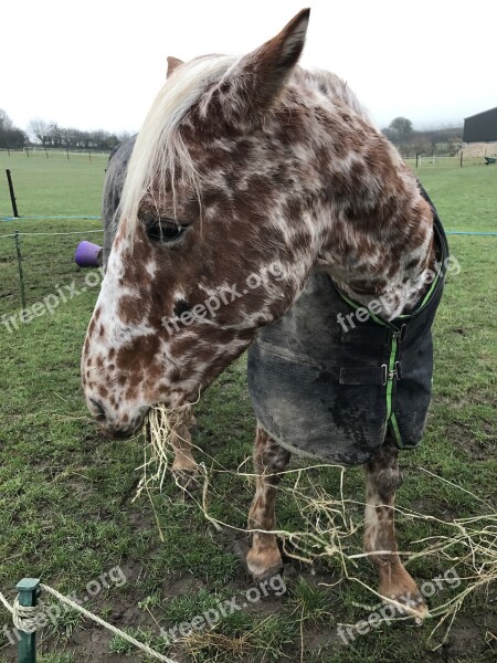 Horse Appaloosa Hay Animal Natural