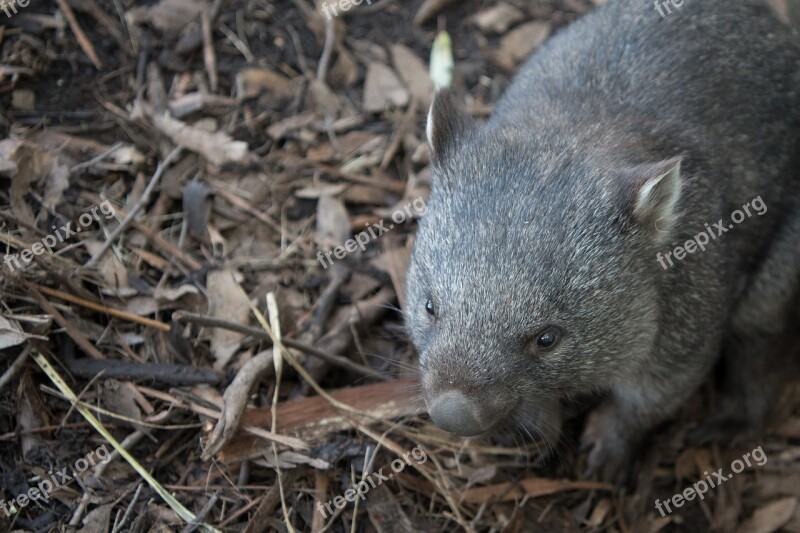 Wombat Wildlife Marsupial Nature Mammal