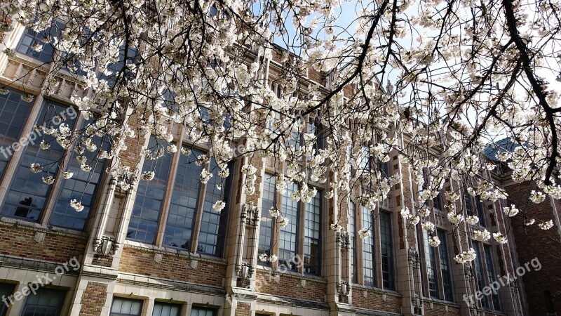 Cherry Blossoms Seattle Cherry Blossom Tree Washington Flower