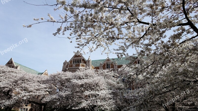 Cherry Blossoms Seattle Cherry Blossom Tree Washington Free Photos